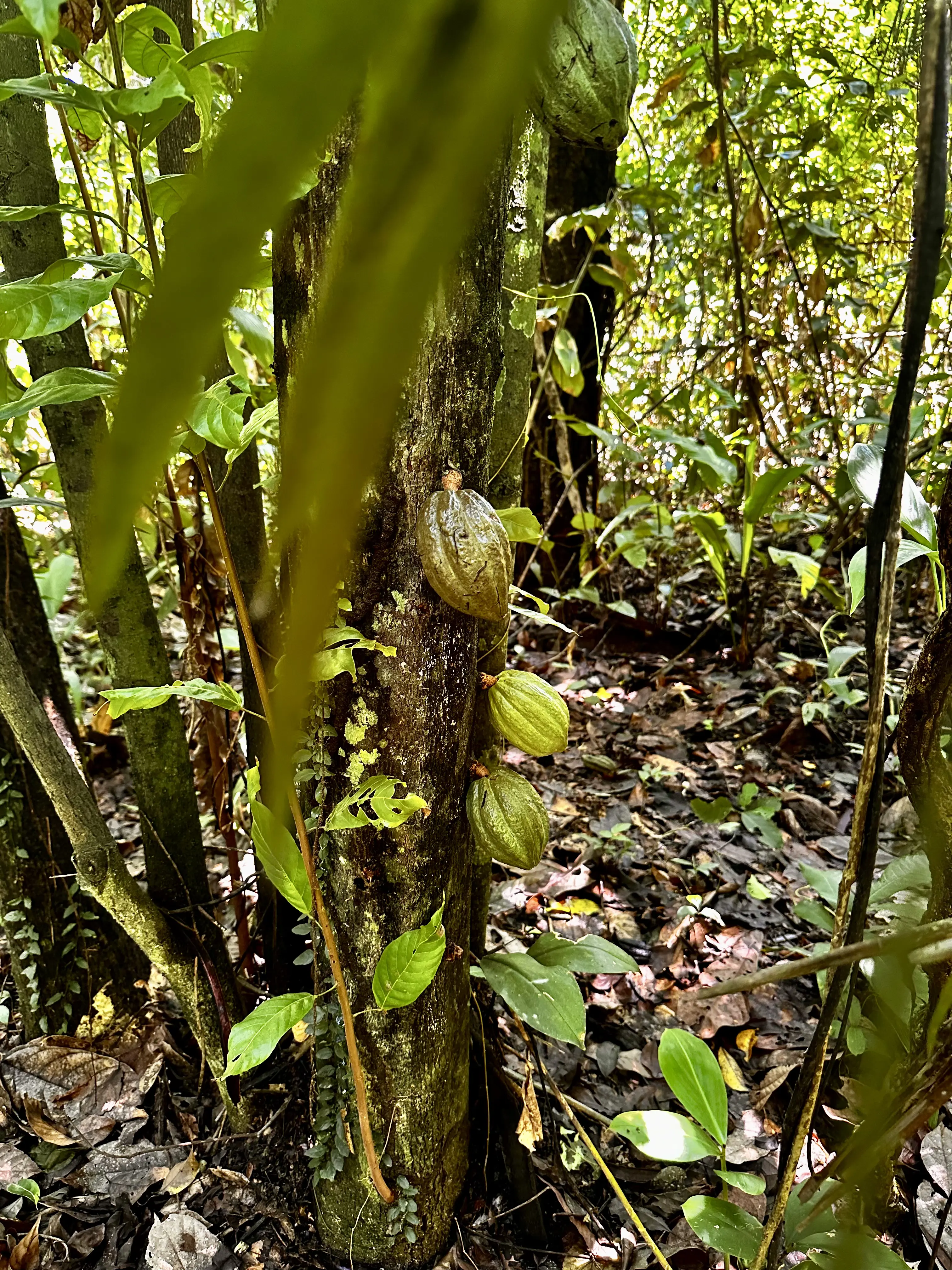 Cacao Image